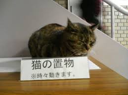 こんなところに猫が!って画像を貼っていくトピ