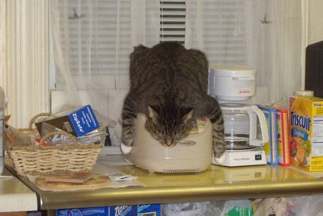 こんなところに猫が!って画像を貼っていくトピ