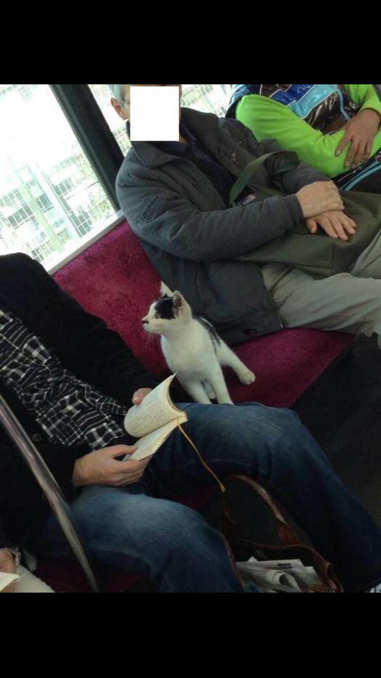 こんなところに猫が!って画像を貼っていくトピ