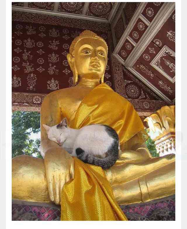 こんなところに猫が!って画像を貼っていくトピ