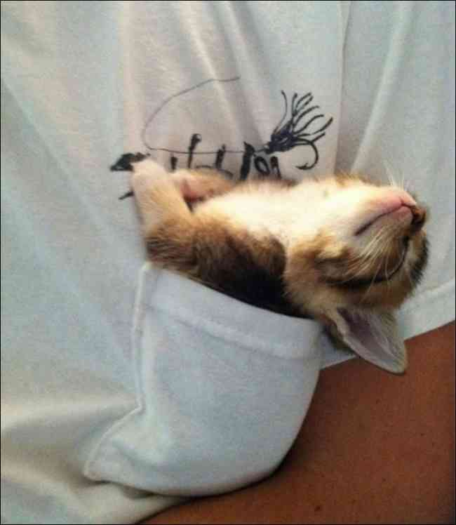 こんなところに猫が!って画像を貼っていくトピ