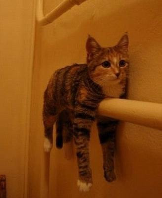 こんなところに猫が!って画像を貼っていくトピ