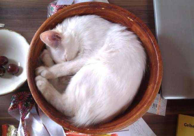 こんなところに猫が!って画像を貼っていくトピ