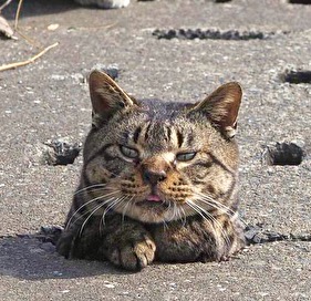 こんなところに猫が!って画像を貼っていくトピ