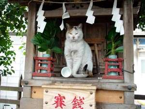 こんなところに猫が!って画像を貼っていくトピ