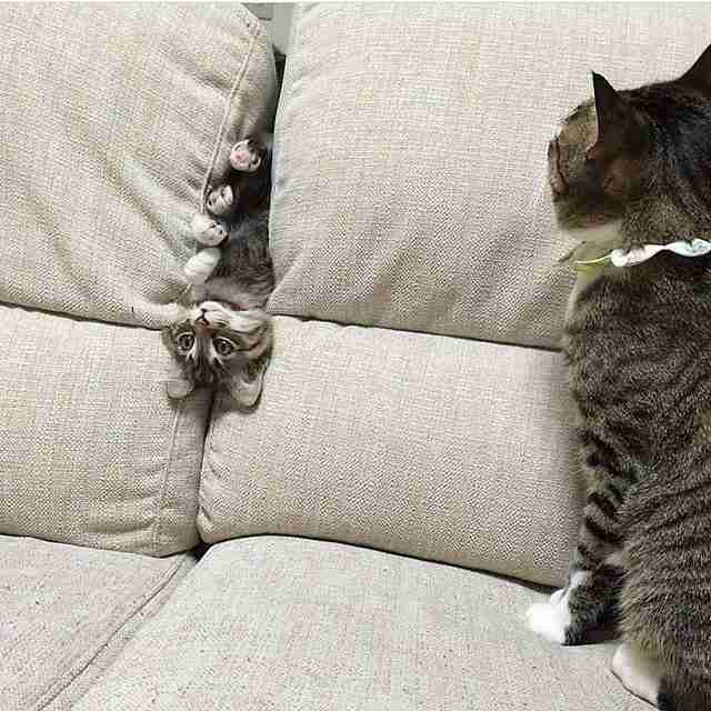 こんなところに猫が!って画像を貼っていくトピ