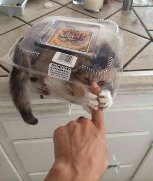 こんなところに猫が!って画像を貼っていくトピ
