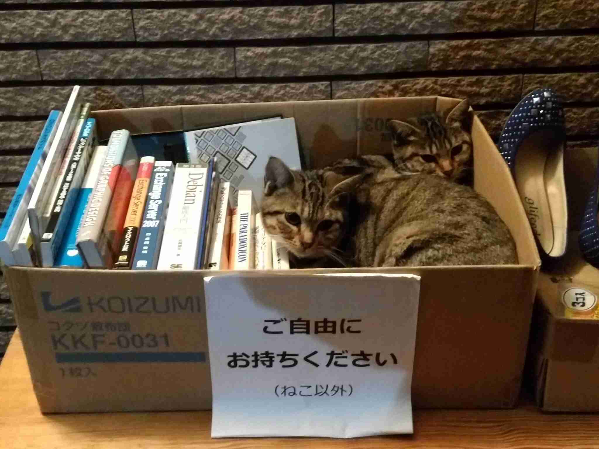 こんなところに猫が!って画像を貼っていくトピ