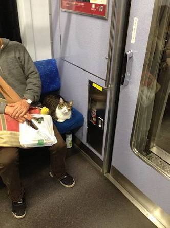 こんなところに猫が!って画像を貼っていくトピ