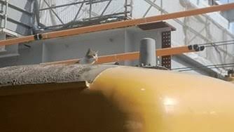 こんなところに猫が!って画像を貼っていくトピ