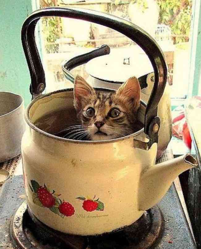 こんなところに猫が!って画像を貼っていくトピ