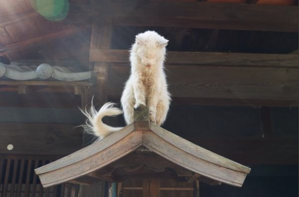 こんなところに猫が!って画像を貼っていくトピ