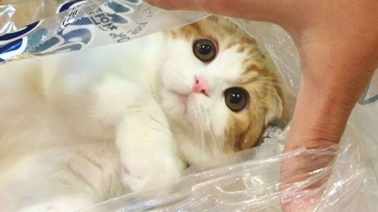 こんなところに猫が!って画像を貼っていくトピ