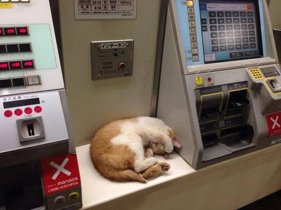 こんなところに猫が!って画像を貼っていくトピ