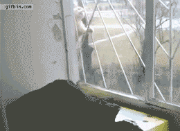 こんなところに猫が!って画像を貼っていくトピ
