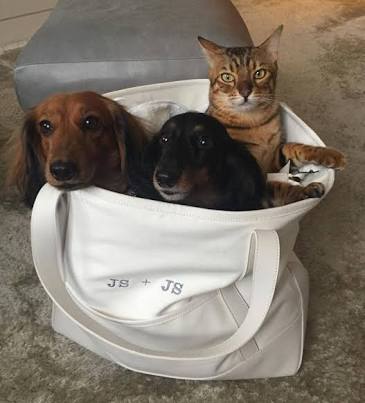 こんなところに猫が!って画像を貼っていくトピ