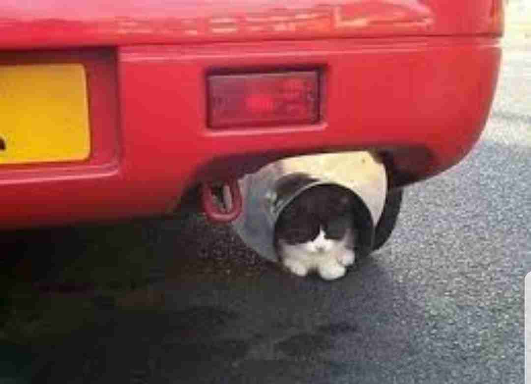 こんなところに猫が!って画像を貼っていくトピ