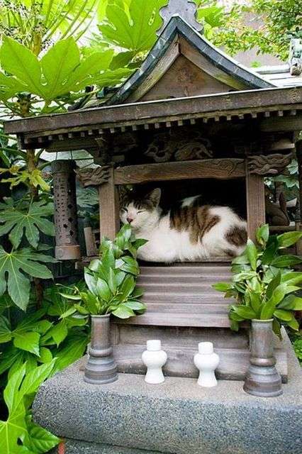 こんなところに猫が!って画像を貼っていくトピ