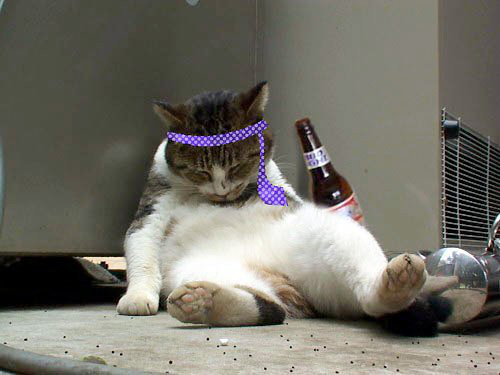 こんなところに猫が!って画像を貼っていくトピ
