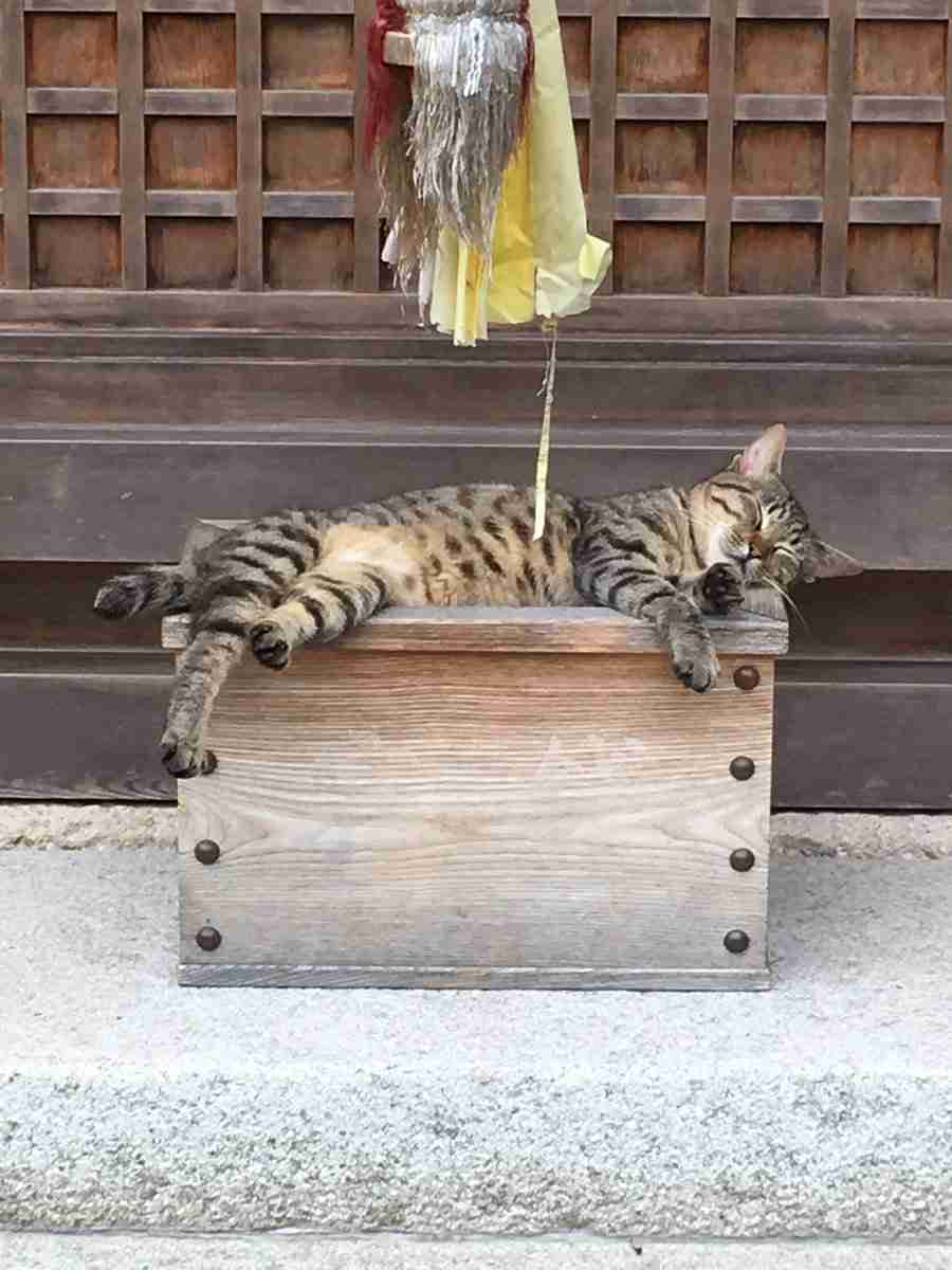 こんなところに猫が!って画像を貼っていくトピ
