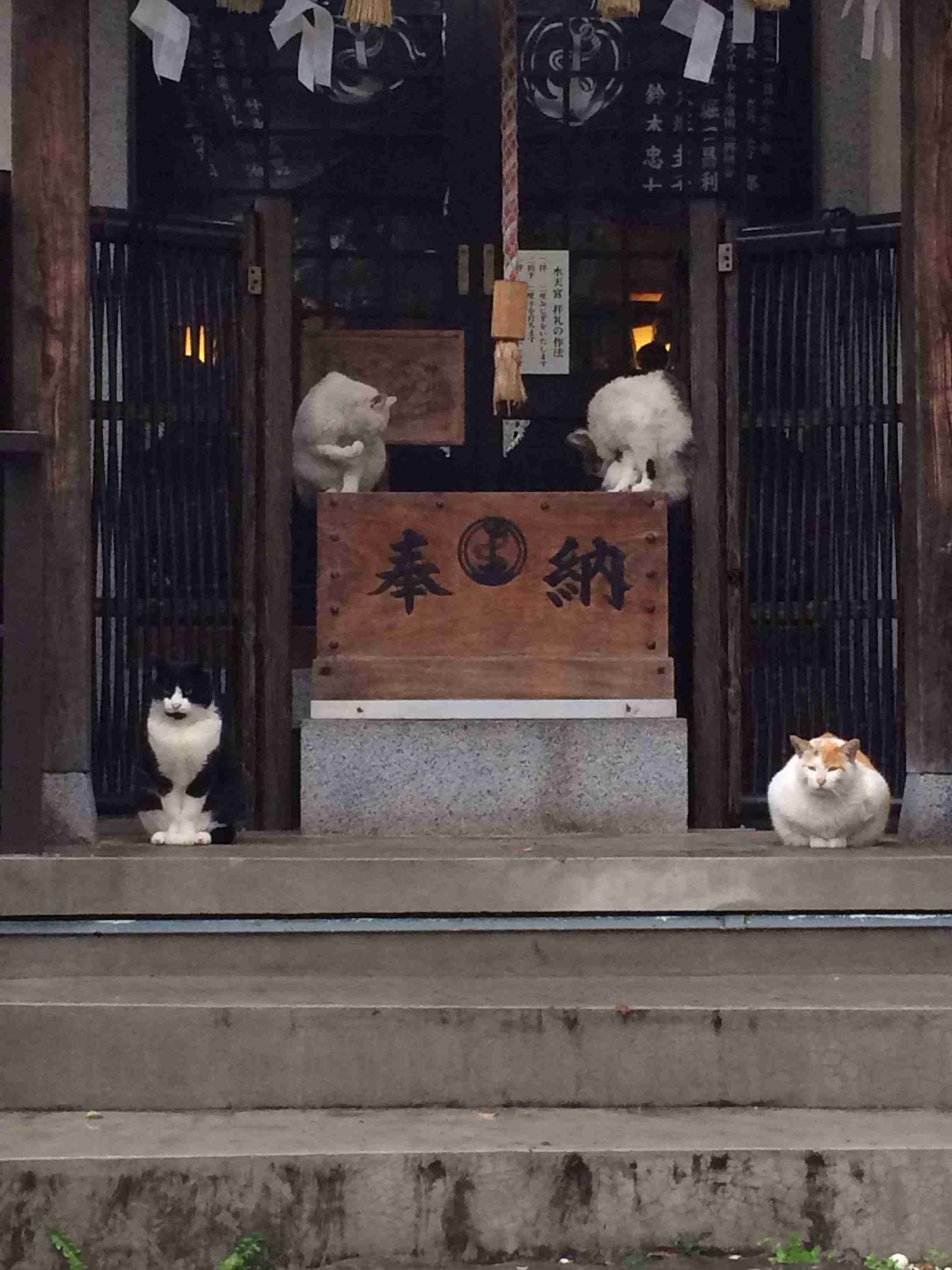 こんなところに猫が!って画像を貼っていくトピ