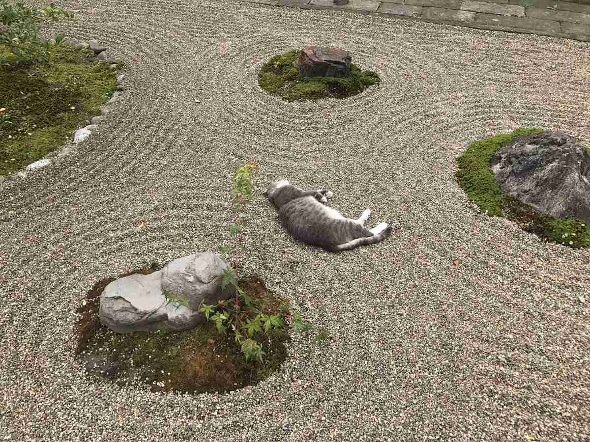 こんなところに猫が!って画像を貼っていくトピ