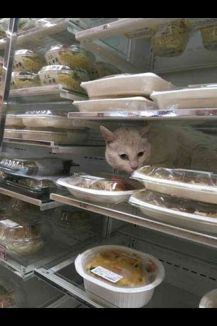 こんなところに猫が!って画像を貼っていくトピ
