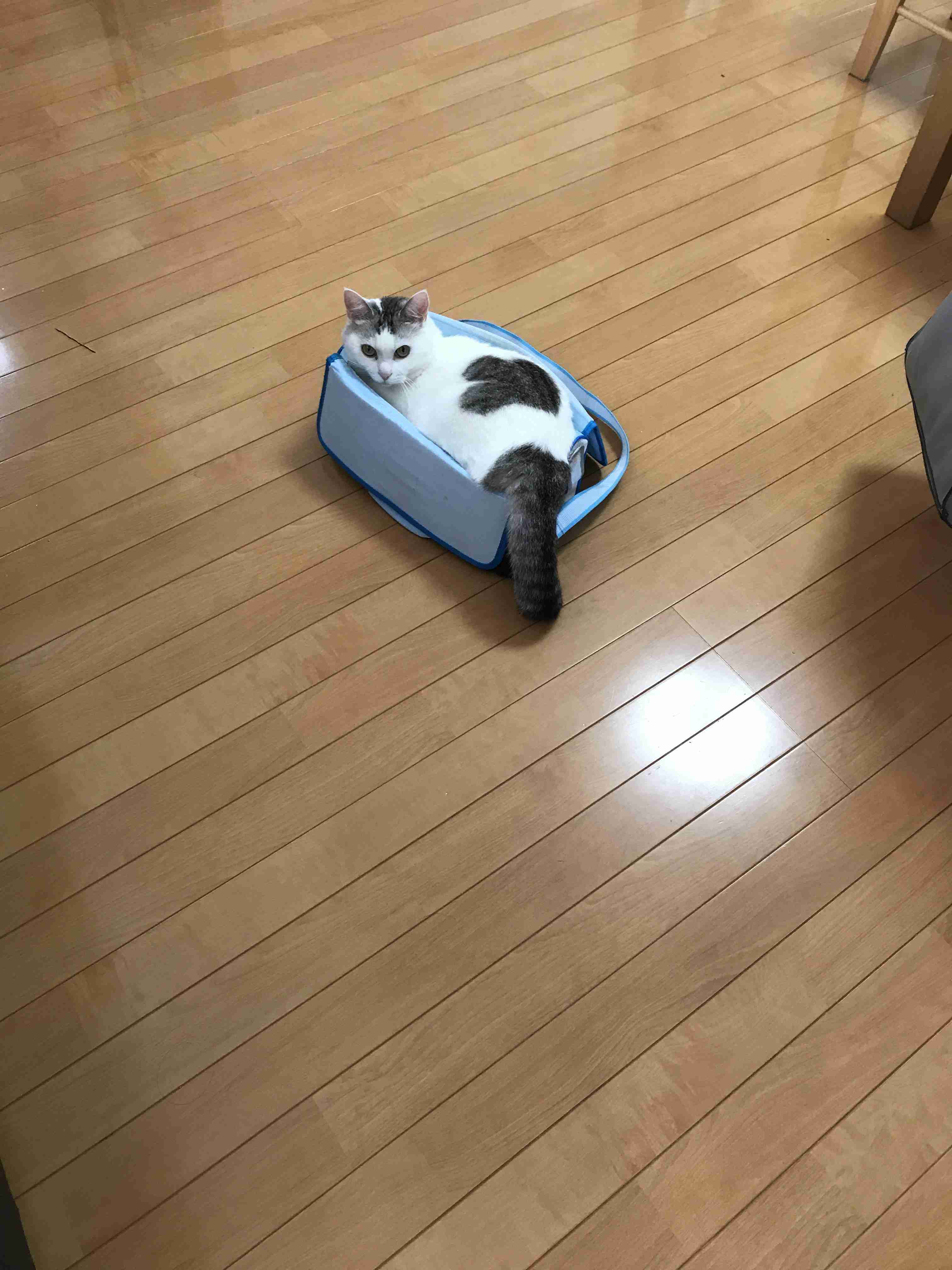 こんなところに猫が!って画像を貼っていくトピ