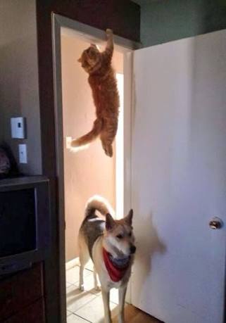 こんなところに猫が!って画像を貼っていくトピ