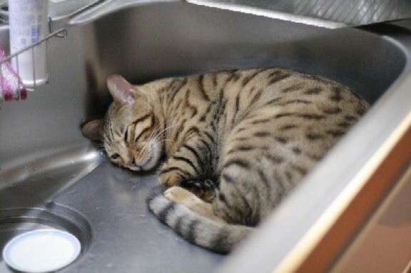 こんなところに猫が!って画像を貼っていくトピ