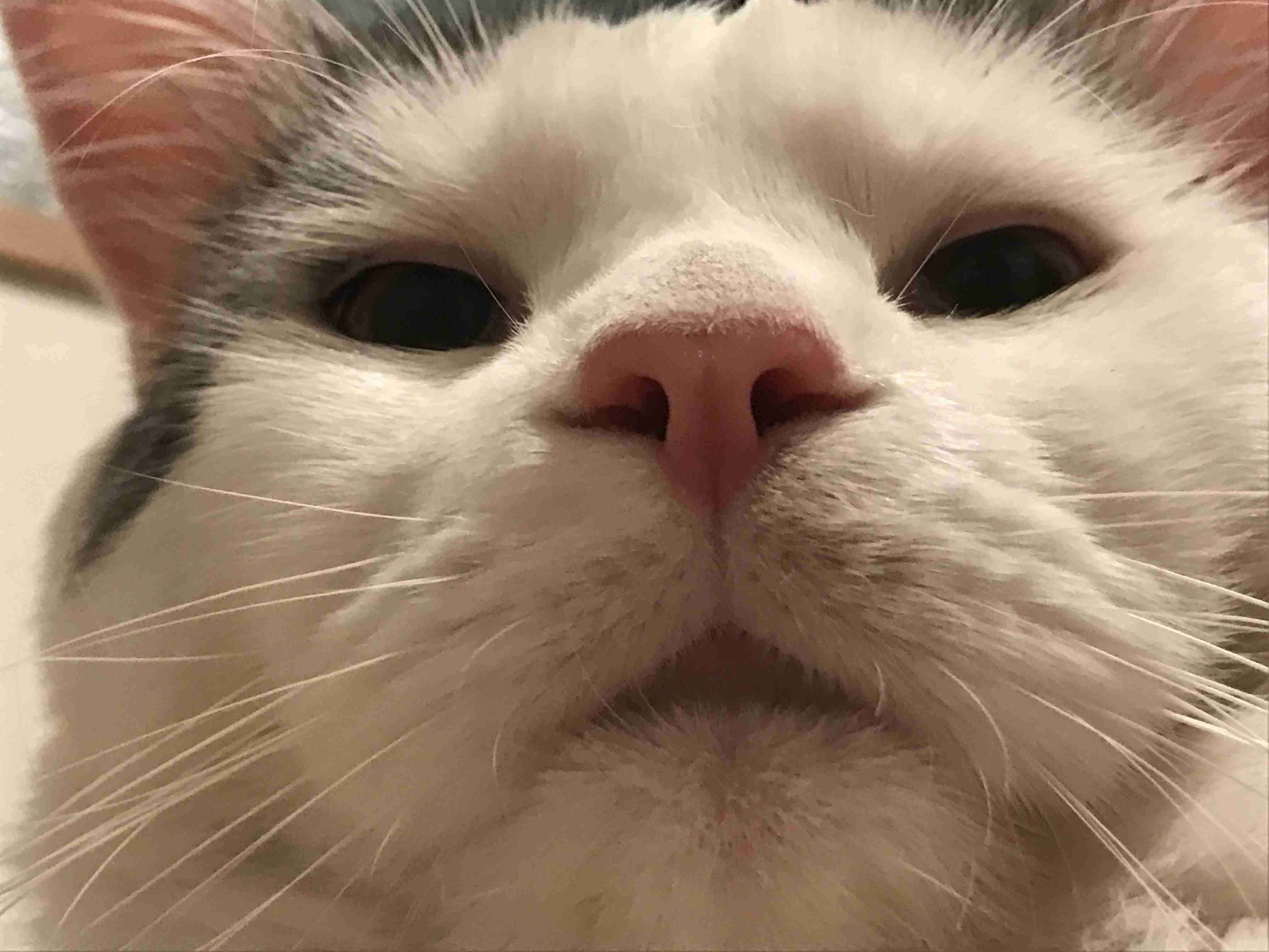 川島海荷の子猫になりたい！　インスタ公開写真に「いいね」1万超