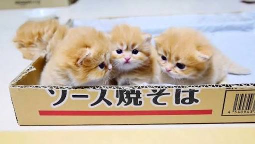 なんて事も無い普通の画像に盛りに盛った釣りタイトルを付けるトピ