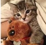 家にあるぬいぐるみの画像を貼るトピ