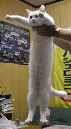 胴長短足の人集合！