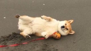 【雑談トピ】スギちゃんみたいに喋る秋【Part16】