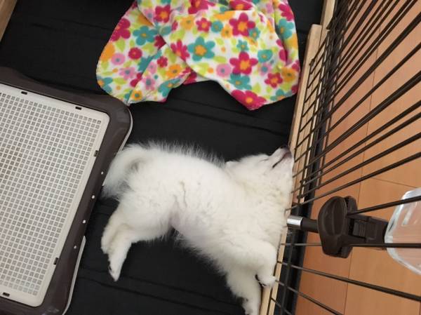 【雑談トピ】スギちゃんみたいに喋る秋【Part16】