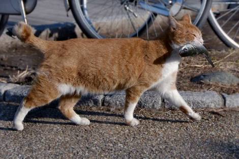この世に存在しないと思ってる物を挙げるトピ