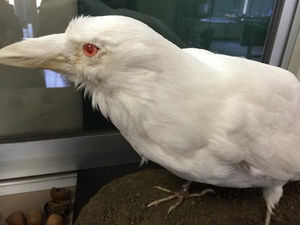 白い翼のカラス、島根で撮影 地元博物館の見立ては…
