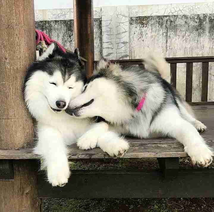 【雑談】心も体も暖まる画像を貼りましょう