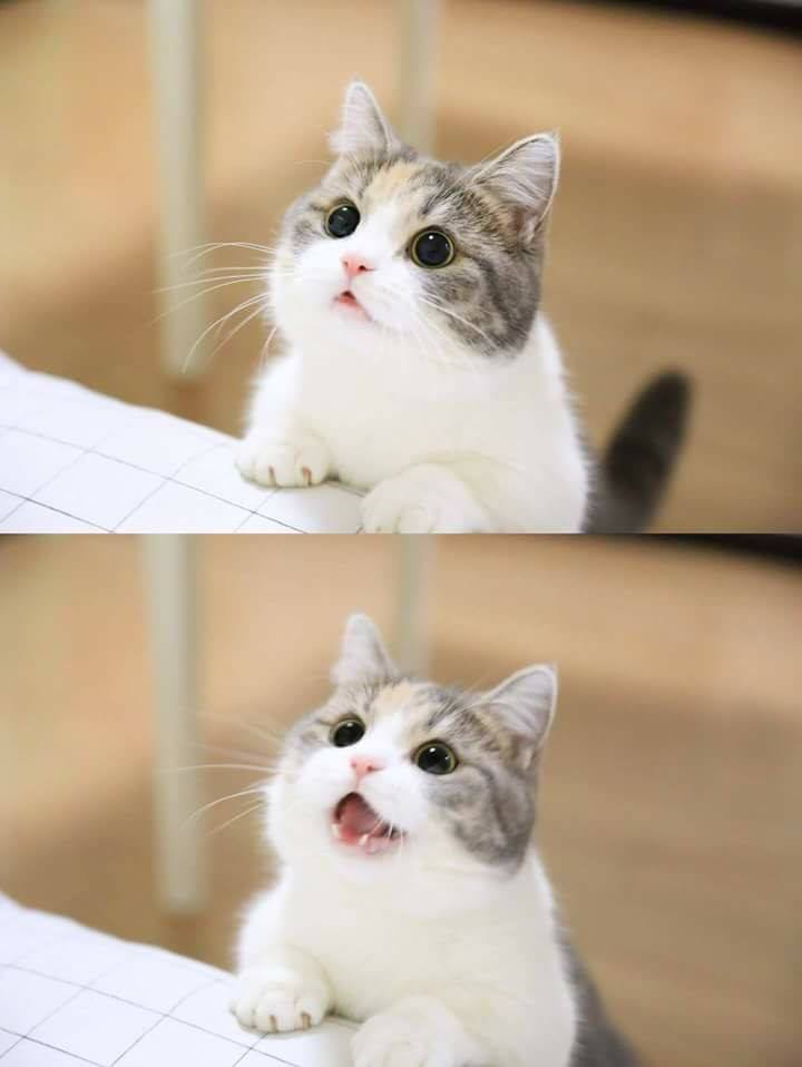 【雑談】心も体も暖まる画像を貼りましょう
