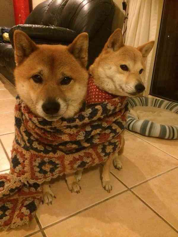 【雑談】心も体も暖まる画像を貼りましょう