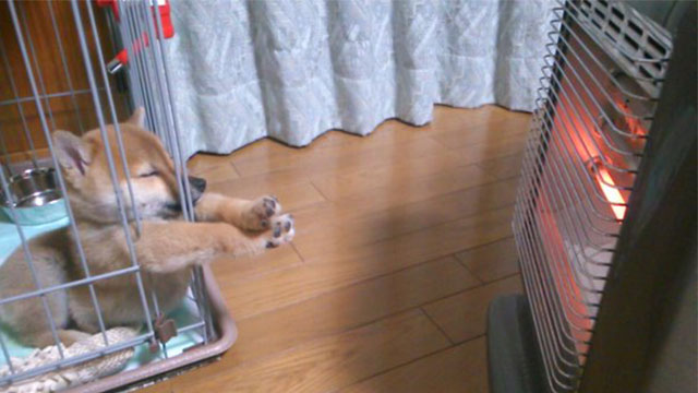 【雑談】心も体も暖まる画像を貼りましょう