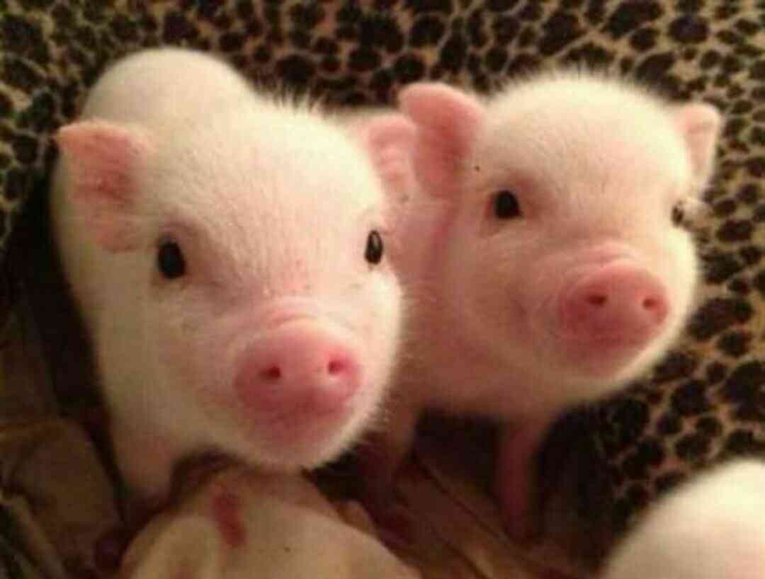 動物の命についてどう思いますか?