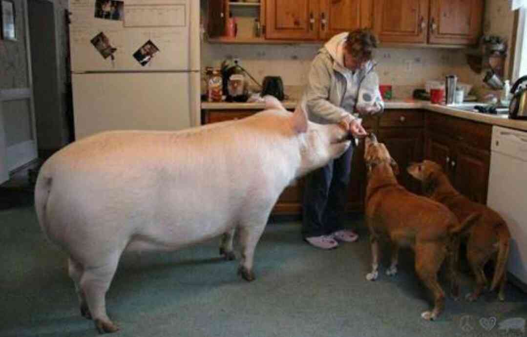 動物の命についてどう思いますか?