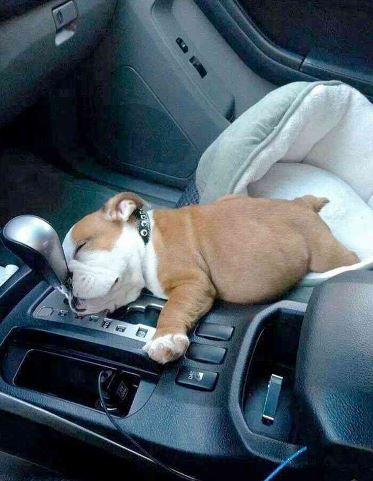 今までの人生で経験したことあることにプラスをつけるトピ