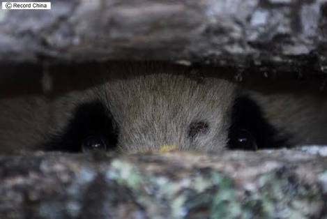【予想】上野動物園のパンダの赤ちゃんの名前を予想してみよう