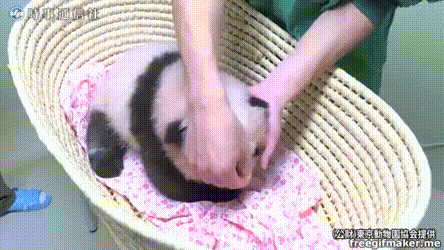 【予想】上野動物園のパンダの赤ちゃんの名前を予想してみよう