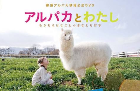 アルパカの画像に癒されよう