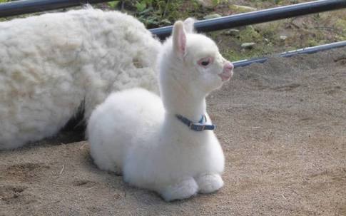 アルパカの画像に癒されよう