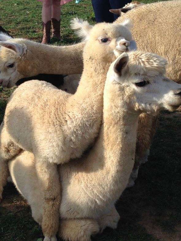 アルパカの画像に癒されよう